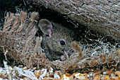 MUS DOMESTICUS,  HOUSE MOUSE