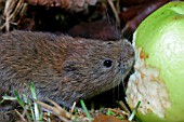 MICROTUS AGRESTIS,  FIELD VOLE