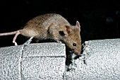 MUS DOMESTICUS,  HOUSE MOUSE