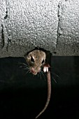 MUS DOMESTICUS,  HOUSE MOUSE