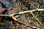 APPLE BRANCH DAMAGED BY FIELD VOLE