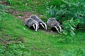 BADGER,  GROUP FORAGING,  MELES MELES