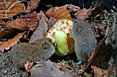 MICROTUS AGRESTIS,  FIELD VOLE