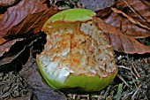 APPLE EATEN BY MICROTUS AGRESTIS,  FIELD VOLE