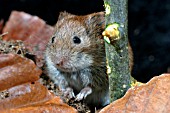 MICROTUS AGRESTIS,  FIELD VOLE