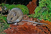 APODEMUS FLAVICOLLIS,  YELLOW NECKED MOUSE