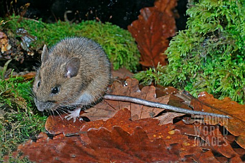 APODEMUS_FLAVICOLLIS__YELLOW_NECKED_MOUSE