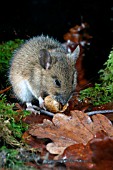 APODEMUS FLAVICOLLIS,  YELLOW NECKED MOUSE