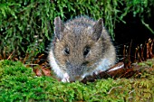 APODEMUS FLAVICOLLIS,  YELLOW NECKED MOUSE