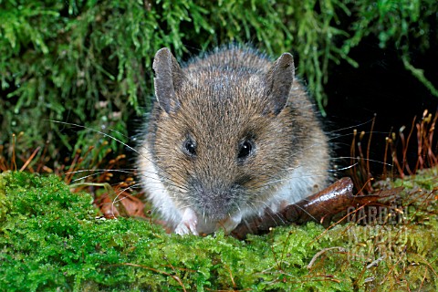 APODEMUS_FLAVICOLLIS__YELLOW_NECKED_MOUSE