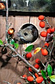 APODEMUS SYLVATICUS,  WOODMOUSE