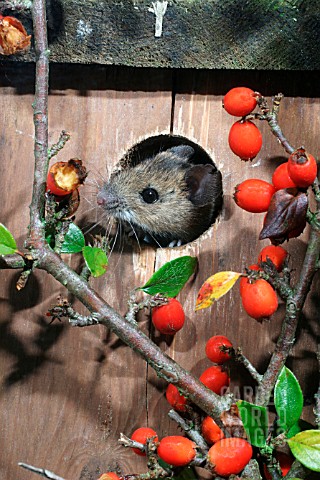 APODEMUS_SYLVATICUS__WOODMOUSE