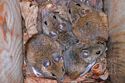 APODEMUS_SYLVATICUS__WOODMOUSE