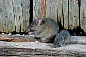 MUS DOMESTICUS,  HOUSE MOUSE