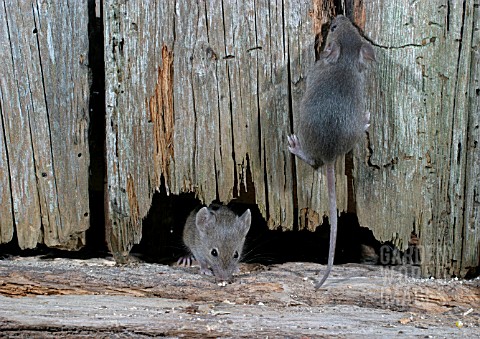 MUS_DOMESTICUS__HOUSE_MOUSE