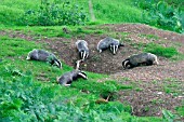 BADGER,  GROUP ROUND SETT ENTRANCE,  MELES MELES