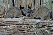 MUS DOMESTICUS,  HOUSE MOUSE