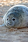 HALICHOERUS GRYPUS,  GREY SEAL PUP