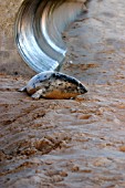 HALICHOERUS GRYPUS,  GREY SEAL PUP