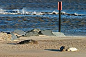 HALICHOERUS GRYPUS,  GREY SEAL