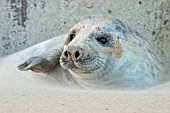 HALICHOERUS GRYPUS,  GREY SEAL PUP