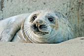 HALICHOERUS GRYPUS,  GREY SEAL PUP