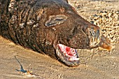 HALICHOERUS GRYPUS,  GREY SEAL