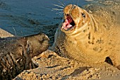 HALICHOERUS GRYPUS,  GREY SEAL