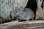 MUS DOMESTICUS,  HOUSE MOUSE