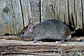 MUS DOMESTICUS,  HOUSE MOUSE