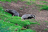 BADGER,  PAIR COMING OUT OF SETT,  MELES MELES