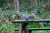 COLUMBA PALUMBUS,  WOOD PIGEON