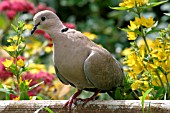 COLLARED DOVE,  STREPTOPELIA DECAOCTO