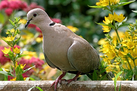 COLLARED_DOVE__STREPTOPELIA_DECAOCTO