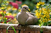 COLLARED DOVE,  STREPTOPELIA DECAOCTO