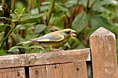 GREENFINCH,  CARDULIS CHLORIS,  COLLECTING NEST MATERIAL,  SIDE VIEW
