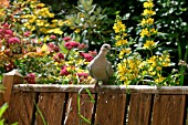 COLLARED DOVE,  STREPTOPELIA DECAOCTO