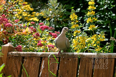 COLLARED_DOVE__STREPTOPELIA_DECAOCTO