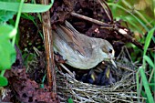 WHITETHROAT,  MALE AT NEST,  SYLVIA COMMUNIS