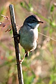 WHITETHROAT,  MALE ON FOOLS PARSLEY,  SYLVIA COMMUNIS