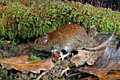 CLETHRIONOMYS GLAREOLUS,  BANK VOLE