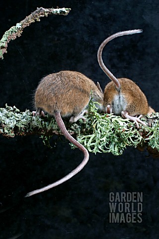 APODEMUS_SYLVATICUS__WOODMOUSE