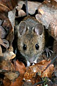 APODEMUS SYLVATICUS,  WOODMOUSE