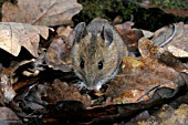 APODEMUS SYLVATICUS,  WOODMOUSE