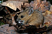 APODEMUS SYLVATICUS,  WOODMOUSE