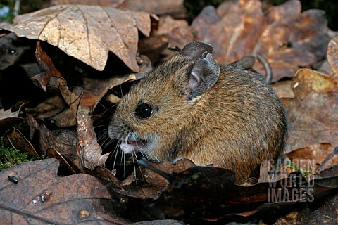 APODEMUS_SYLVATICUS__WOODMOUSE