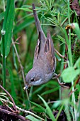 WHITETHROAT,  FEMALE APPROACHING NEST,  SYLVIA COMMUNIS