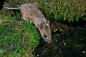 APODEMUS SYLVATICUS,  WOODMOUSE