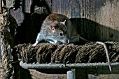 RATTUS NORVEGICUS,  BROWN RAT