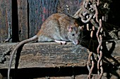 RATTUS NORVEGICUS,  BROWN RAT